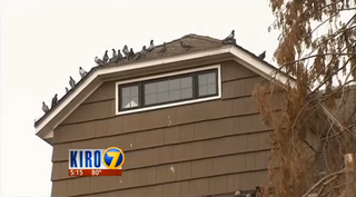 Illustration for article titled Seattle Neighbors Are Seriously Pissed About Those Crows That Bring Gifts to an 8-year-old Girl